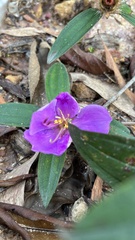 Melastoma