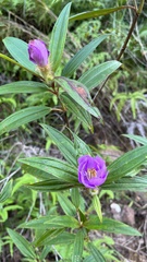 Melastoma