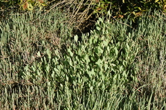 Atriplex portulacoides