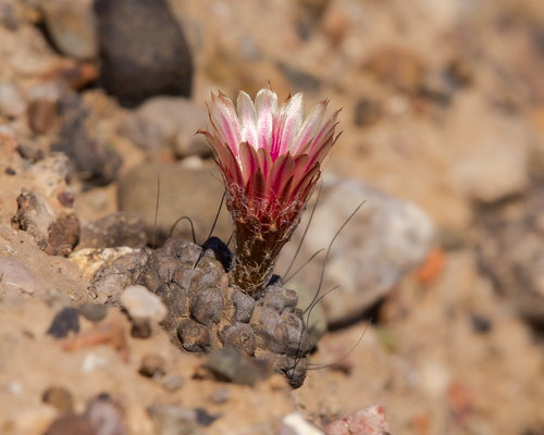 Eriosyce crispa