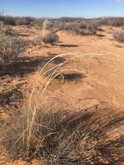 Sporobolus flexuosus