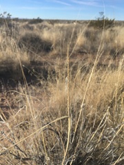 Sporobolus contractus