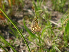 Carterocephalus mandan