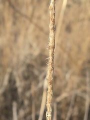 Sporobolus contractus