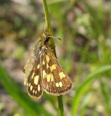 Carterocephalus mandan