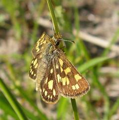Carterocephalus mandan