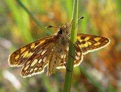 Carterocephalus mandan