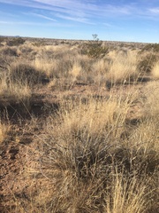 Sporobolus contractus