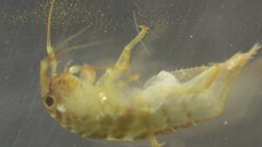 Eumalacostraca