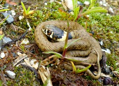 Natrix astreptophora