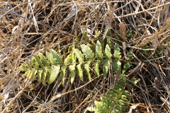 Dryopteris cristata