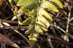 Dryopteris cristata