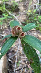 Melastoma