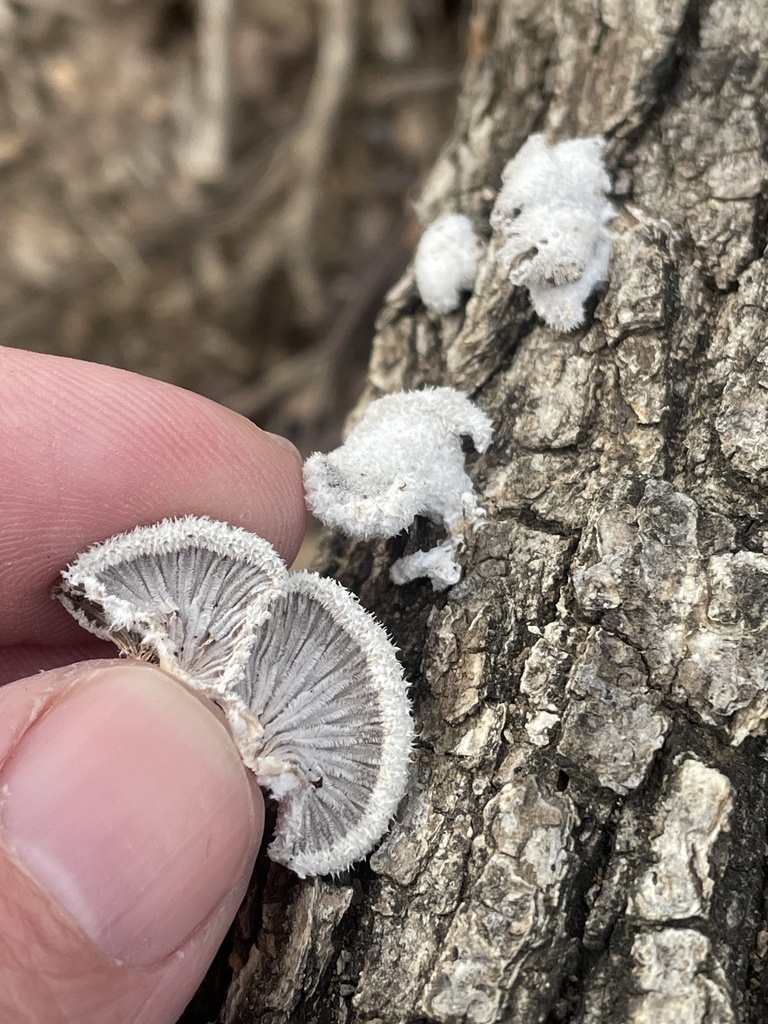 splitgill mushroom from Veterans Park, Arlington, TX, US on January 16