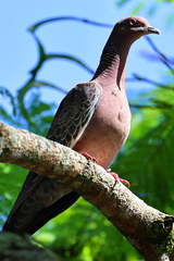 Patagioenas picazuro