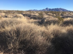 Muhlenbergia porteri