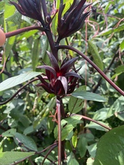 Hibiscus sabdariffa