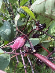 Hibiscus sabdariffa
