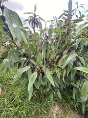 Hibiscus sabdariffa