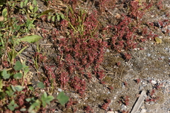 Sedum cespitosum