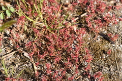 Sedum cespitosum