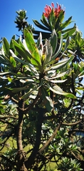 Protea roupelliae roupelliae