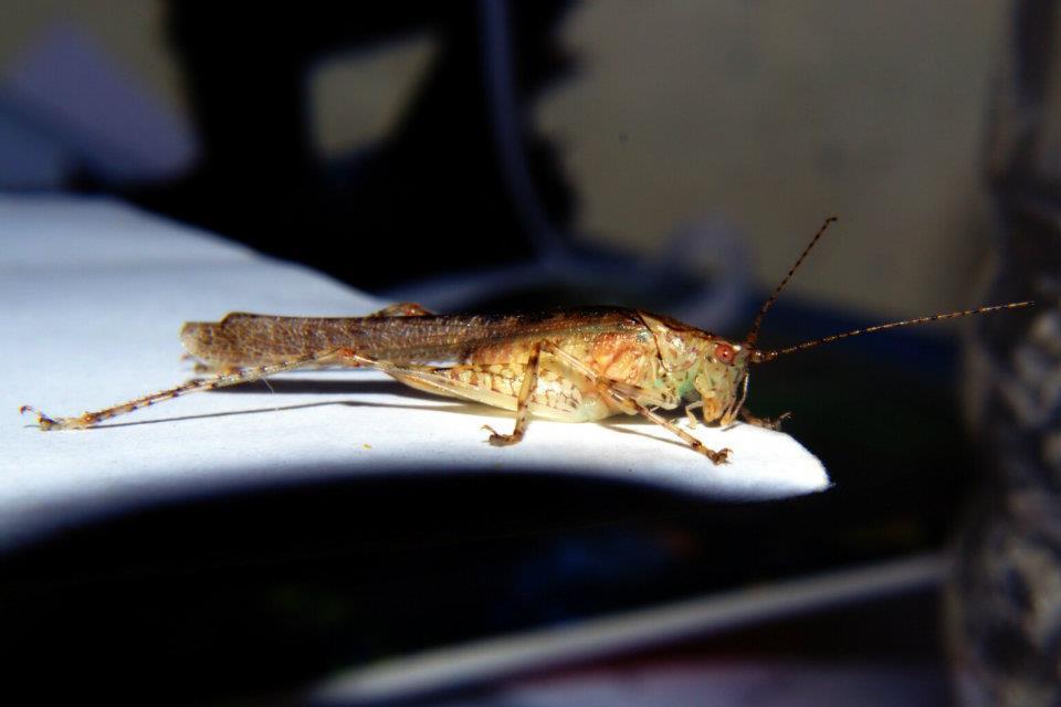 Teratura maculata