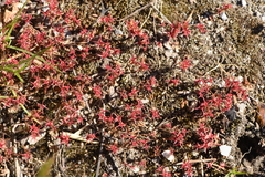 Sedum cespitosum