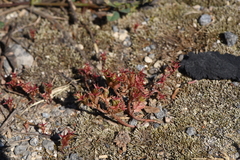 Sedum cespitosum