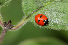 Coccinella quinquepunctata