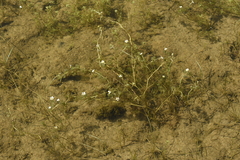 Batrachium