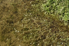 Batrachium