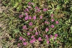 Trifolium resupinatum
