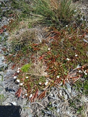 Epilobium tasmanicum