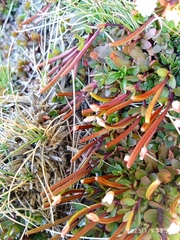 Epilobium tasmanicum