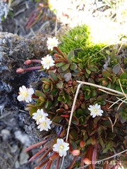 Epilobium tasmanicum