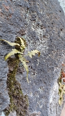 Asplenium pinnatifidum