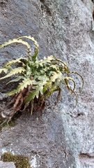 Asplenium pinnatifidum