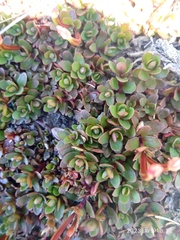 Epilobium tasmanicum