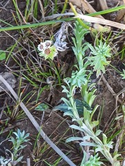 Gnaphalium declinatum