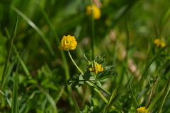 Trifolium patens