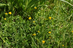 Trifolium patens