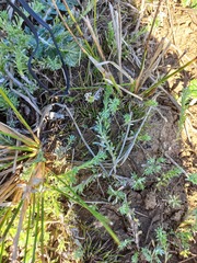 Gnaphalium declinatum