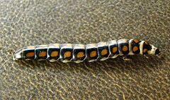 Phengodes laticollis