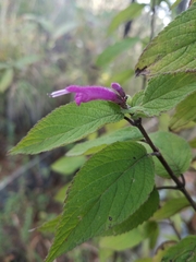 Salvia iodantha
