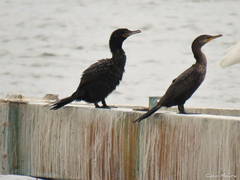 Nannopterum brasilianum brasilianum