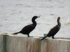 Nannopterum brasilianum brasilianum
