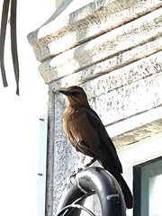 Quiscalus major