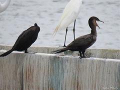 Nannopterum brasilianum brasilianum
