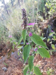 Salvia iodantha